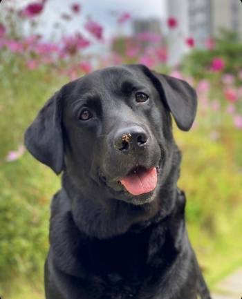 큰 개를 무서워하는 큰 개, 그게 은송이인데. 꽃 배경이 잘 어울리는 은송이를 바라보는 시선이 봄처럼 따스하기를./사진=은송이 보호자님