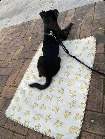 널따란 공간을 두고도 꼭 끝쪽에 앉는다는 원주. 그마저도 좋아서 이렇게 소중히 담아두는 게 보호자 마음이다./사진=원주 보호자님