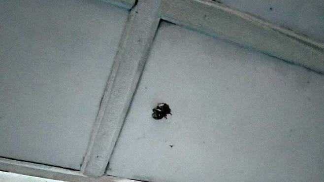 집 안으로 날아온 총알의 흔적이라고 네티즌이 SNS에 올린 사진.