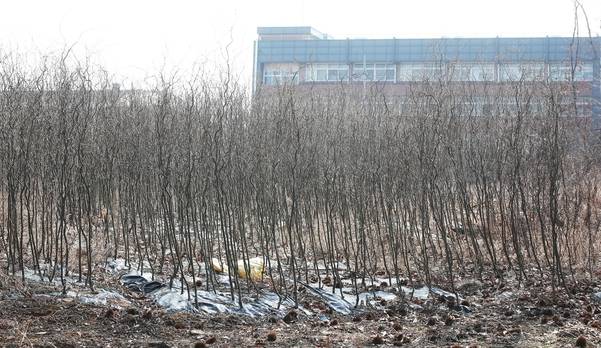 LH 일부 직원들의 광명·시흥 신도시 땅 투기 의혹이 제기된 경기도 시흥시 무지내동의 한 토지에 8일 오후 묘목이 빽빽하게 심겨 있다. /연합뉴스
