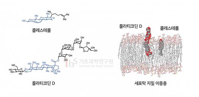 플라티코딘 D가 효과적으로 바이러스의 세포 침입을 차단할 수 있는 주요 요인은 세포막의 주요 구성물질은 콜레스테롤과 유사한 구조를 가졌기 때문이다(왼쪽). 오른쪽은 플라티코딘 D의 세포막 상에서의 위치를 예측한 모델링. IBS 제공
