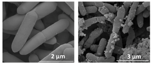 화학적으로 합성된 CdS 광나노입자를 아세토젠 미생물 표면에 부착 KAIST 제공