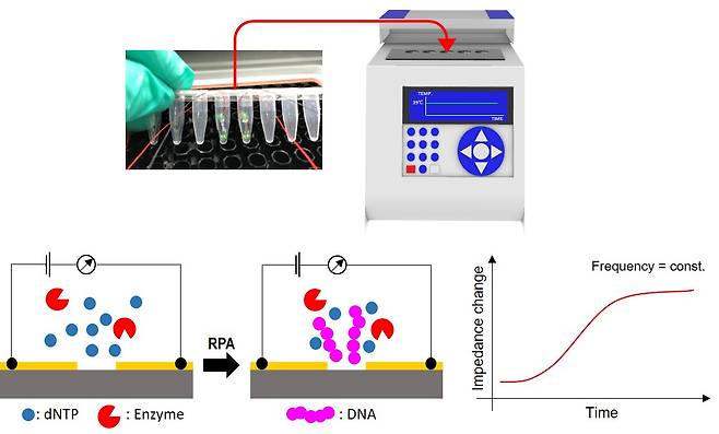 전극 분극을 감소시킨 고감도 나노갭 임피던스 센서 기반 표적 DNA 증폭 모니터링에 의한 병원체 검출 기술 개요.[바이오나노헬스가드연구단 제공]