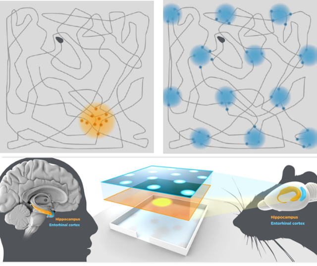 노벨위원회의 2014년 노벨 생리·의학상 수상자 소개 자료. 위는 장소세포·격자세포, 아래는 뇌.
