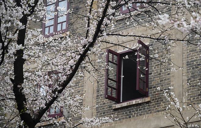 3월 8일 중국 우한대학교 캠퍼스에 벚꽃이 활짝 피었다./신화 연합뉴스