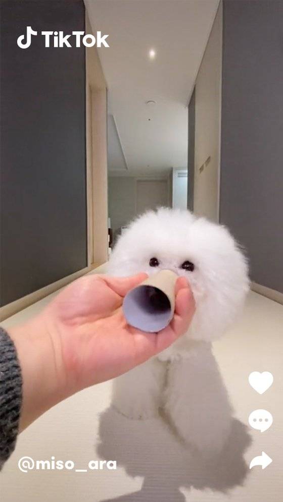 토이 푸들 ‘미소아라’ 계정 영상. [사진 틱톡]