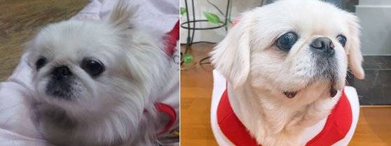 이수지씨가 고등학생 때부터 길렀던 반려견 해리(왼쪽)와 2년 전 입양한 설기. 둘 다 페키니즈 종이다. [이수지 제공]