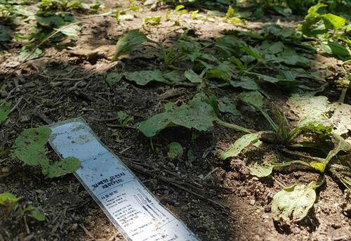 지난해 7월 강원도 인제군 북면 한 등산로 입구에서 50대 여성 한 모 씨를 살해한 혐의로 재판에 넘겨진 20대 남성 이 모 씨의 항소심에서 검찰이 1심과 마찬가지로 사형을 구형했다. 사진은 한씨가 숨진 채 발견된 등산로 입구. (사진=연합뉴스)