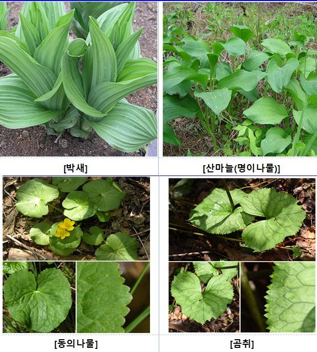독초와 봄나물을 혼동하기 쉬워 직접 채취해 먹지 않는 게 좋다. /사진=식약처 제공
