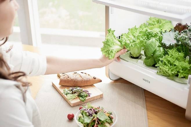 식물재배기 '웰스팜' [사진 제공 = 교원웰스]