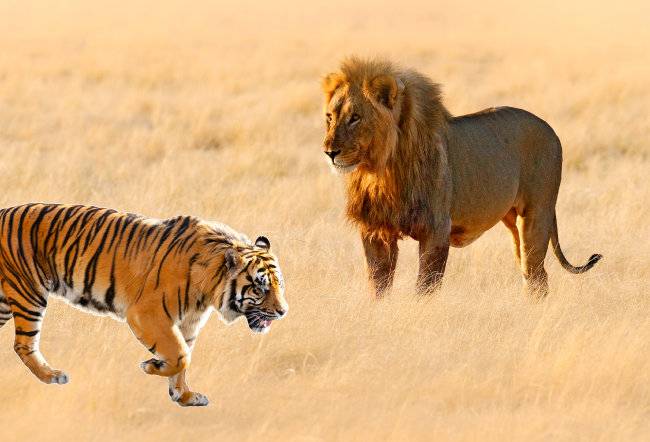 사자와 호랑이 중 어떤 동물이 더 강한 맹수인지 쉽게 판별할 수 없다.  [GettyImage]