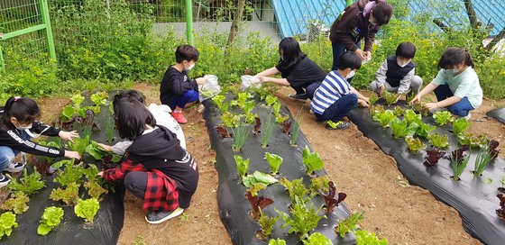 서울 북한산초 학생들이 학교 내 텃밭에서 상추를 뽑고 있다. [사진 북한산초]