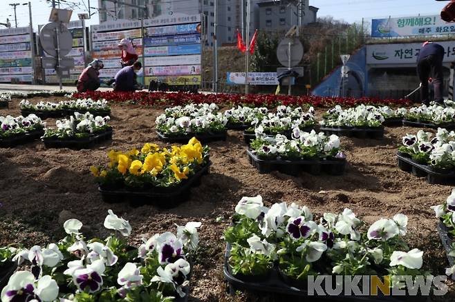 영동군 회전교차로에 식재 중인 봄꽃.