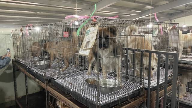 천안시 유기동물보호소 임대 연장기간 동안 250여마리 유기견 입양이 이뤄져야 한다.[사진=이숙종 기자]