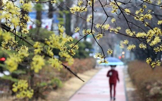 비가 내린 12일 대전 서구 도로변에 핀 산수유 아래로 시민들이 우산을 쓰고 지나고 있다. 뉴스1