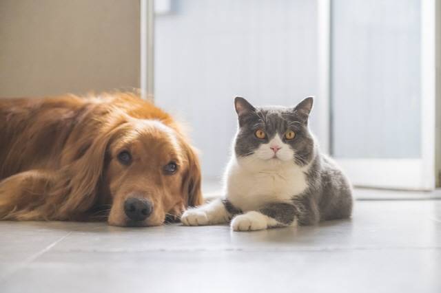 유산균은 반려동물의 건강에도 도움을 준다. /사진=게티이미지뱅크