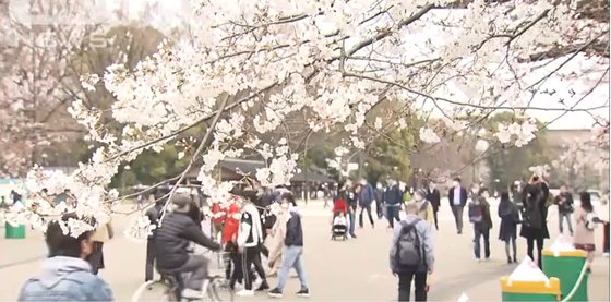 20일 시민들이 일본 우에노 공원에서 벚꽃을 즐기고 있다. [방송화면 캡처]