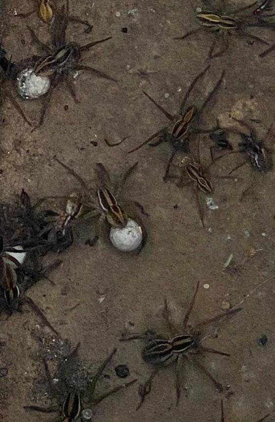 호주 뉴사우스웨일스 주 중북부에 출몰한 거미떼. [페이스북 Melanie Williams 캡처]