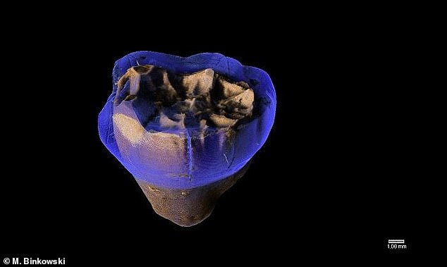 연구진은 또 이들 치아에서 확인한 법랑질 두께나 치관 구조 등 특징을 다른 네안데르탈인과 화석이 된 호모사피엔스 그리고 현대인의 것과 비교했다.