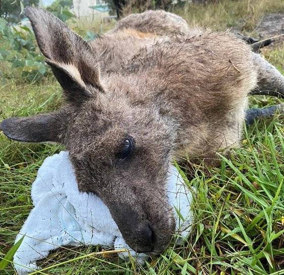 호주에서 홍수로 인해 수로에 고립됐던 캥거루가 구조대에 의해 극적으로 구조됐다. WIRES