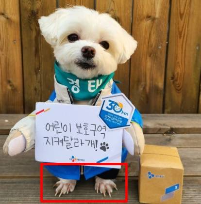 '경태아부지'가 올린 경태 사진을 보고 일부 누리꾼들이 발톱 상태를 지적했다. /사진=인스타그램 캡처
