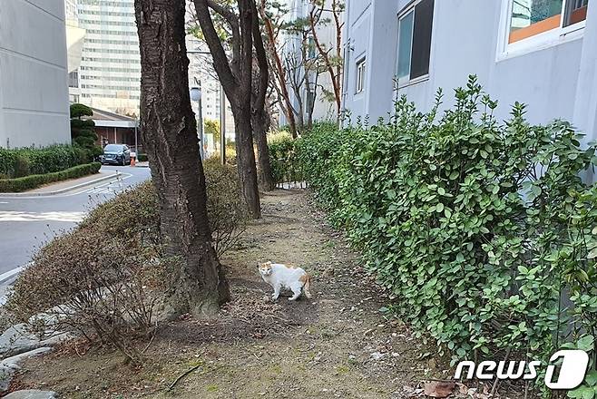 서울 한 아파트 단지 내에 살고 있는 길고양이. 아파트 복도 아래 길고양이 집이 설치돼 있다. 옆에는 자동차들이 다니기 때문에 사람도 동물도 모두 위험한 장소다. © 뉴스1 최서윤 기자