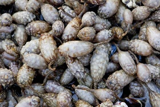 바다에서 막 거둔 미더덕. 길죽한 타원형으로 겉이 울퉁불퉁한 과일처럼 생겼다. 손민호 기자