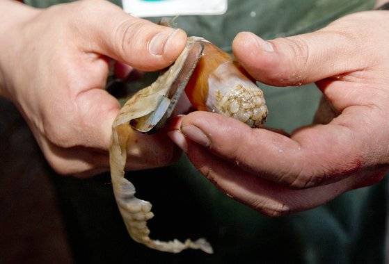 미더덕 겉껍질을 깎는 장면. 사과를 깎듯이 미더덕을 돌려가며 껍질을 깎는다. 중앙포토