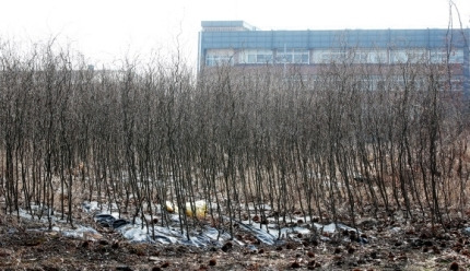 LH 일부 직원들의 광명·시흥 신도시 땅 투기 의혹이 제기된 경기도 시흥시 무지내동의 한 토지에 묘목이 빽빽하게 심어져 있다. 연합뉴스