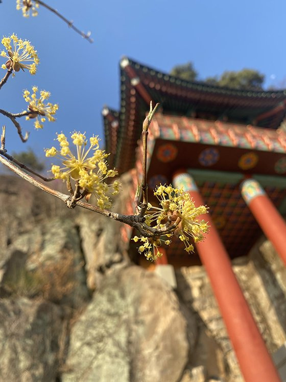 전남 구례 오산(531m)의 사성암 약사유리광전(藥師琉璃光殿) 앞 산수유. 김홍준 기자.