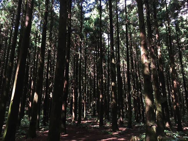 제주 사려니 숲길의 전나무숲. 하늘을 향해 곧게 뻗은 나무들이 장관을 이루고 있다. /사진=송경은 기자