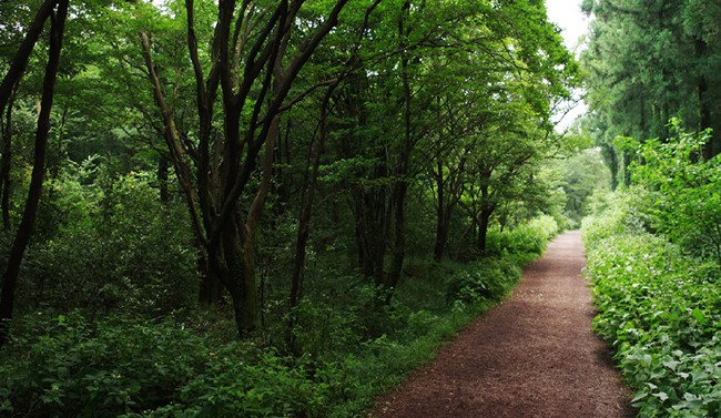사려니 숲길은 전체 길이가 10㎞에 이른다. 이곳 수종의 평균 높이는 550m 수준이다. /사진 제공=제주관광공사