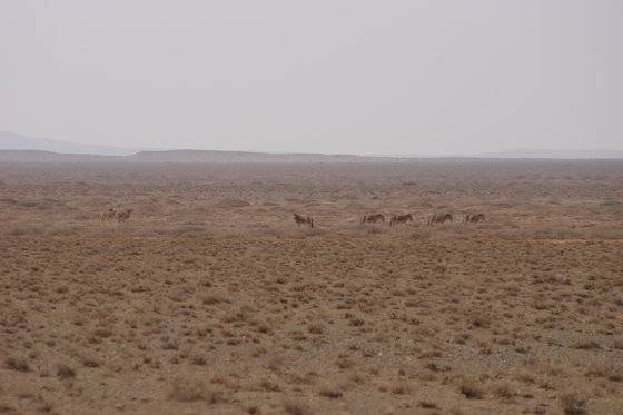몽골 초원과 야생마. 2014년 촬영. 강찬수 기자