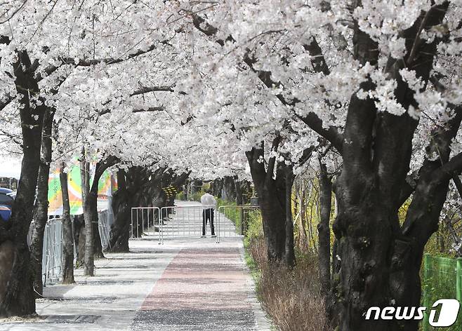 서울 여의도 여의서로 벚꽃길에서 출입이 통제되고 있다./뉴스1 © News1 신웅수 기자