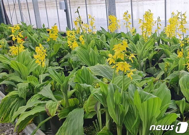 경기 양평군 국립수목원 유용식물증식센터에서 금새우난초의 모습© 뉴스1