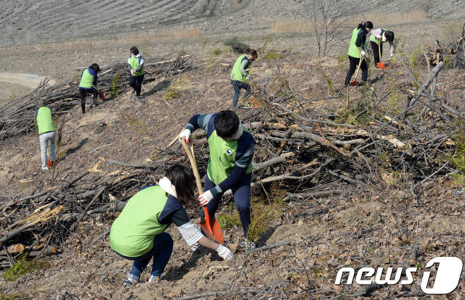 지난 2017년 환경부 직원들이 식목일을 앞두고 세종시 전의면에서 나무를 심고 있다. © News1 장수영 기자
