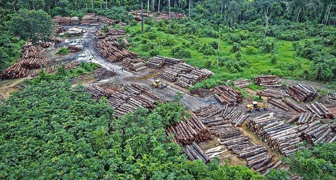 아마존 열대우림에서 적발된 불법 벌목 현장. 최근 산불까지 심화되면서 브라질은 지난해 전 세계에서 열대우림이 가장 많이 훼손된 국가가 됐다.  브라질 자원환경청(Ibama) 제공