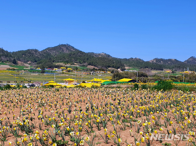 [신안=뉴시스] 박상수 기자 =5일 오후 '수선화의 섬'으로 유명한 전남 신안군 지도읍 선도가 만개한 수선화 꽃과 노란색 지붕이 어우러져 눈길을 끌고 있다. 2021.04.05 parkss@newsis.com
