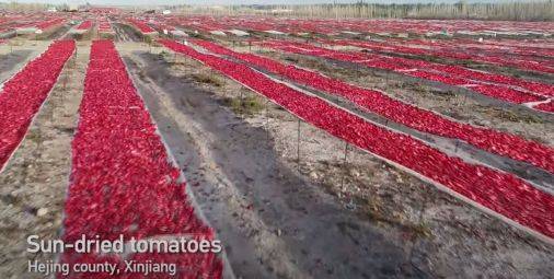 중국 신장 지역에서 토마토가 재배되는 모습 [사진출처=중국 CGTN 유튜브 캡처]