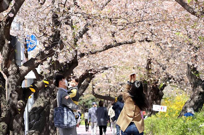 A woman takes a picture of cherry blossoms on Yunjung Street. (Kim Bong-gyu/The Hankyoreh)
