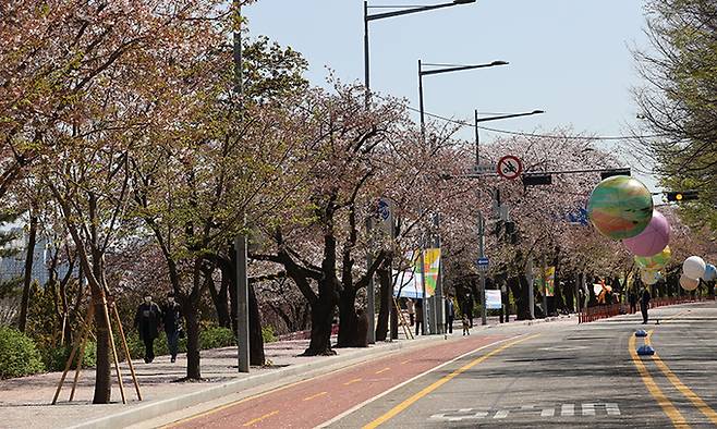 여의도 봄꽃축제가 시작된 지난 5일 서울 영등포구 윤중로벚꽃길을 찾은 시민들이 여유롭게 관람하고 있다. 연합뉴스