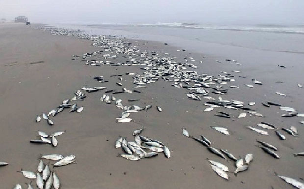지난 2일 가나 수도 아크라 오수캐슬비치에 물고기 수백 마리가 떠밀려왔다. 물고기 떼는 흑붕어, 뱀장어 등으로 종류도 다양했다.