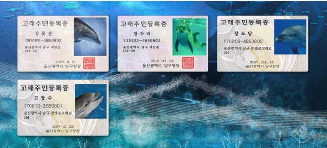 울산 고래생태체험관에 살고 있는 큰돌고래 네 마리. 고래생태체험관 홈페이지 캡처