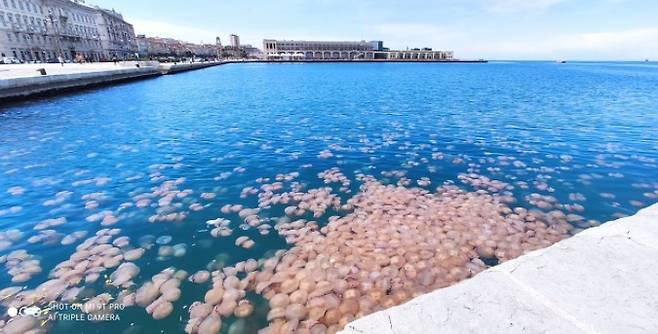 이탈리아 트리에스테항에 모여든 해파리 무리. [이탈리아 국립해양지구물리연구소 트위터 갈무리. DB 저장 및 재배포 금지]