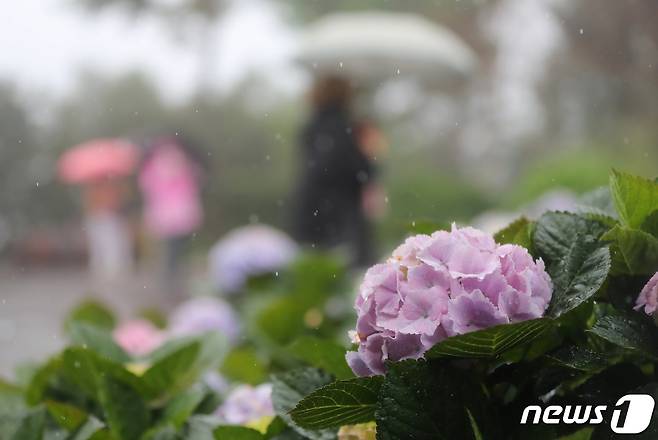 제주 지역에 호우특보가 발효된 12일 오전 제주 서귀포시 남원읍 휴애리자연생활공원에서 방문객들이 만개한 수국을 관람하고 있다. 2021.4.12/뉴스1 © News1 오현지 기자