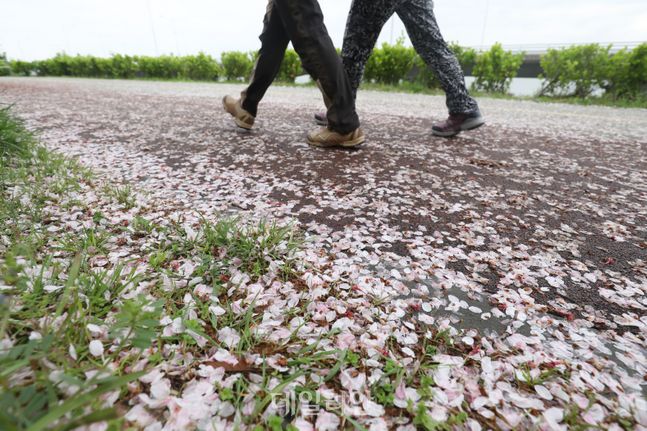 봄비에 떨어진 벚꽃잎이 바닥을 덮고 있다. ⓒ데일리안 류영주 기자