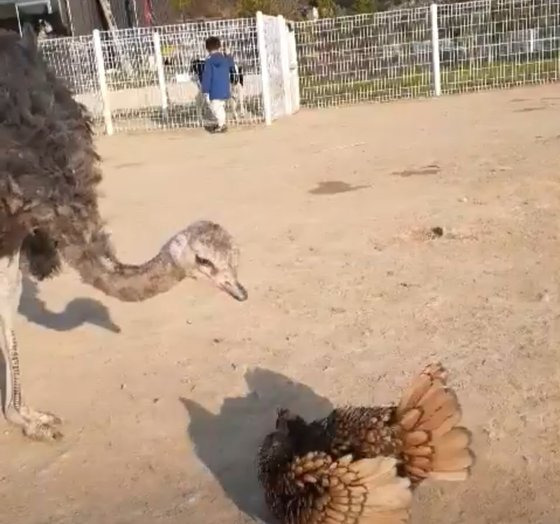 지난 6일 전북 익산시 한 동물농장에서 타조 한 마리가 병아리 2마리를 공격하자 어미 닭이 새끼들을 제 품에 숨겼다. 사진 박성준