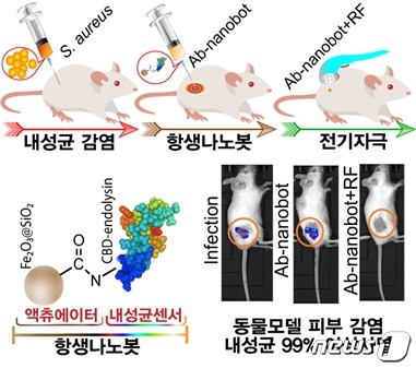 항생나노봇을 이용한 내성황색포도상구균 사멸 검증(생쥐모델) 모식도(제공:성균관대 김경규 교수)© 뉴스1