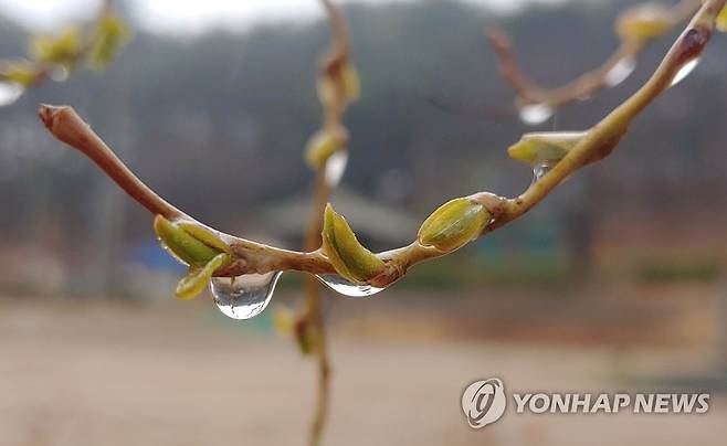 봄비 머금은 버드나무 [연합뉴스 자료 사진]