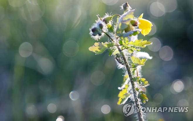 햇살에 녹아 반짝이는 서리 (춘천=연합뉴스) 양지웅 기자 = 강원 내륙과 산지를 중심으로 한파특보가 내려진 14일 오전 강원 춘천시 서면의 한 들판에 내린 서리가 햇살에 녹아 반짝이고 있다.      기상청은 15일 오전까지 추위가 이어질 것으로 내다봤다. 2021.4.14 yangdoo@yna.co.kr